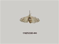 藏品(黑點白蠶蛾)的圖片